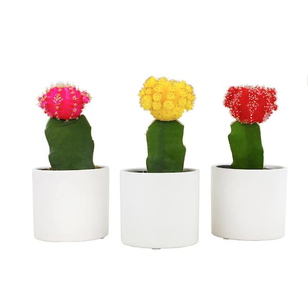 SMART PLANET 2.5 in. Cactus with Faux Flower Plant Collection (4