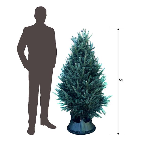 National Plant Network 5 Ft Freshly Cut Black Hill Spruce Real Christmas Tree Hd9067 The Home Depot