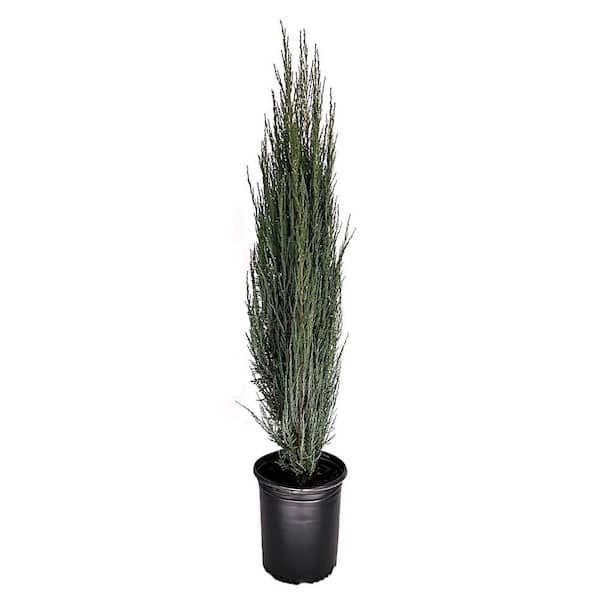 Unbranded 3.58 Gal. Blue Arrow Juniper (Juniperus Blue Arrow) Narrow Evergreen Shrub (1-Each)