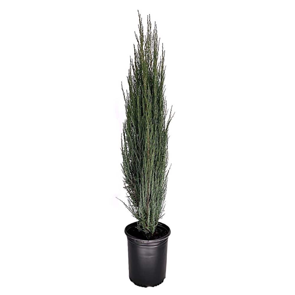 3.58 Gal. Blue Arrow Juniper (Juniperus Blue Arrow) Narrow Evergreen Shrub 