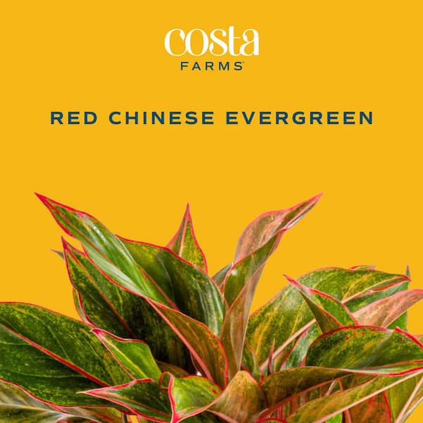 Costa Farms Aglaonema Indoor Chinese Evergreen Plant in 6 in. Self