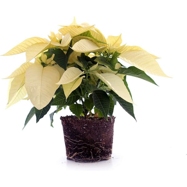 Unbranded 6 in. White Poinsettia Holiday Plant
