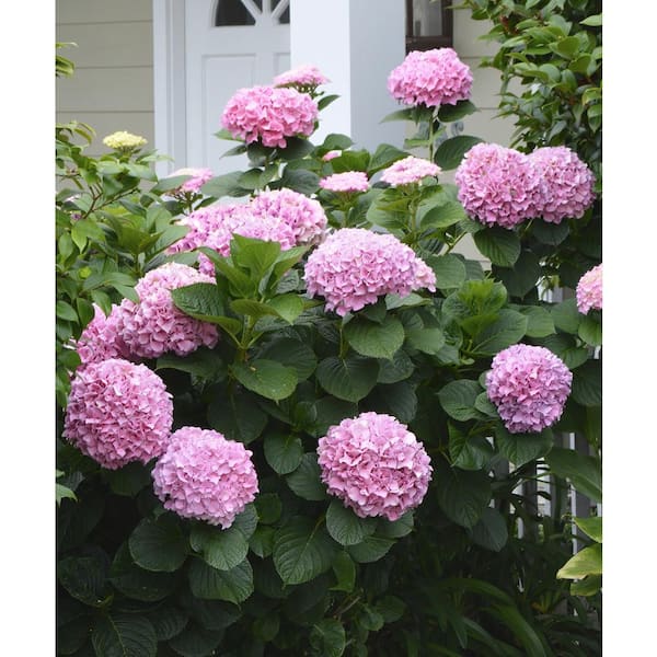 national PLANT NETWORK 2 Gal. Hydrangea Poppet Shrub with Pink Flowers