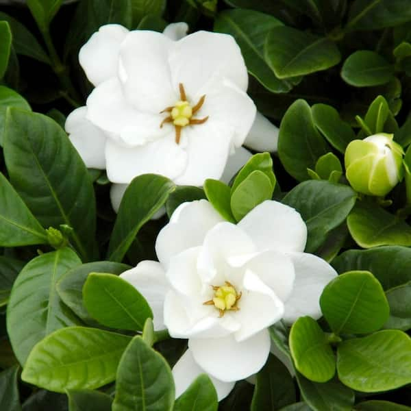 National Plant Network 2 5 Qt Gardenia Buttons Flowering Shrub With White Flowers Hd1101