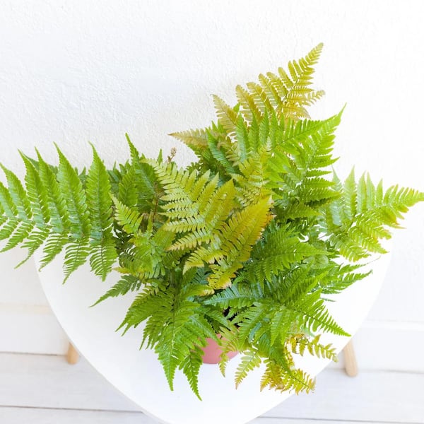 2.5 Qt. Autumn Fern in 6.33 In. Grower's Pot (2-Plants)