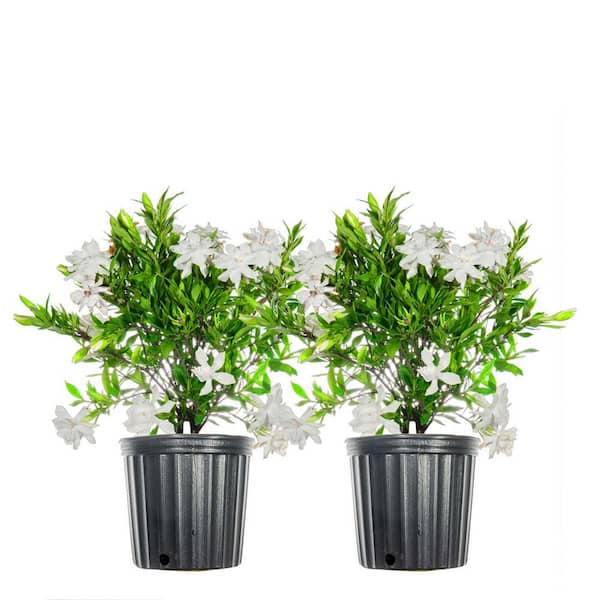 Unbranded 1 Gal. Frostproof Flowering Gardenia Shrub (2-Pack)