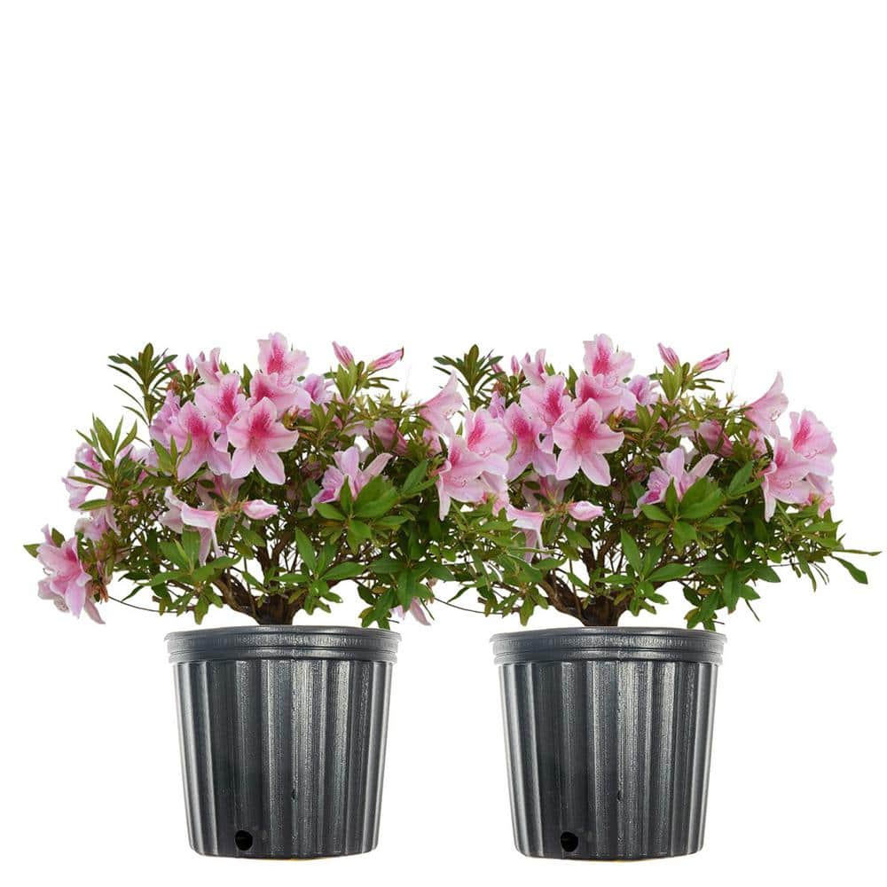 Perfect Plants 3 Gal. George Tabor Azalea Flowering Shrub (2-Pack ...