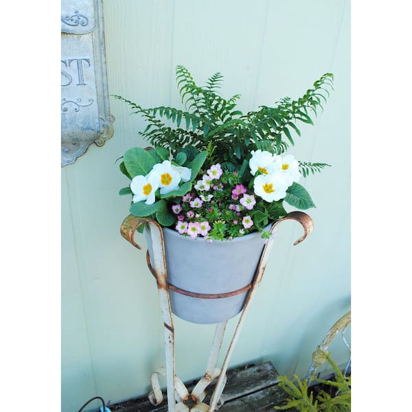 Unbranded 2.5 qt. Fern Polystichum Munitum Sword Perennial (4-Pack)