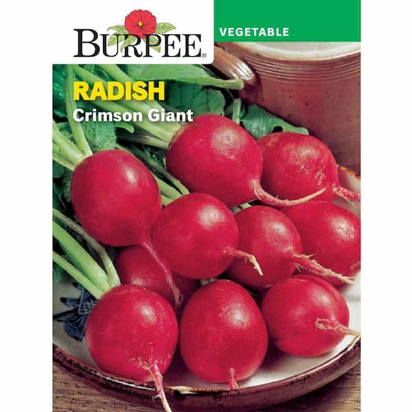 Radish Crimson Giant  Vegetable Seed