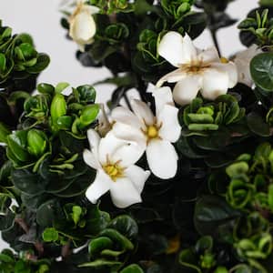 2 Gal. Diamond Spire Gardenia Live Evergreen Shrub with White Fragrant Blooms