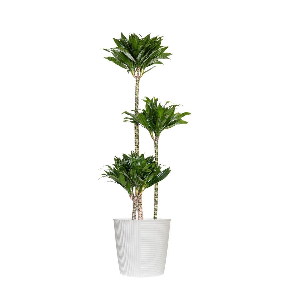 10 in. Dracaena Janet Craig Compacta Plant in White Decor Pot price history on PriceWatchPro