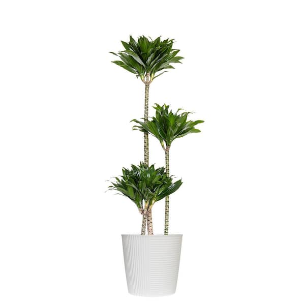 10 in. Dracaena Janet Craig Compacta Plant in White Decor Pot