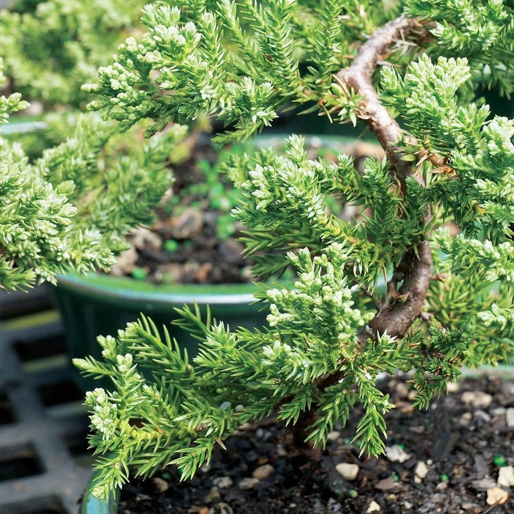 Green Mound Juniper 3-Year-Old Outdoor Bonsai in Blue Ceramic Pot