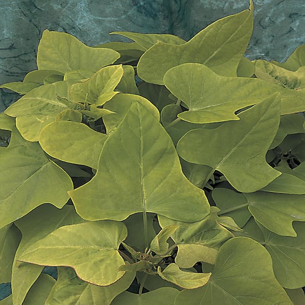 Vigoro 4 in. Marguerite Green Sweet Potato Vine Plant