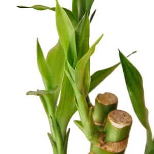 Lucky Bamboo (Dracaena) Plant in 6 in. Grower Pot