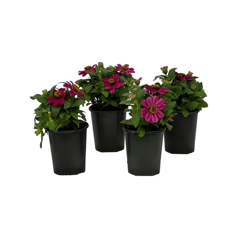 Pure Beauty Farms 1.38 Pt Zinna Profusion Cherry in Grower's Pot (4 ...