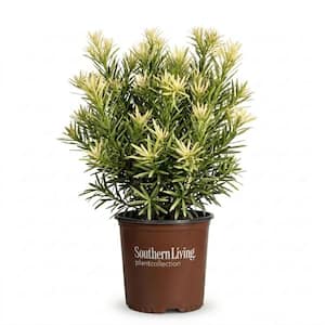 2 Gal. - Roman Candle Podocarpus Live Evergreen Shrub with Light Green/White New Foliage
