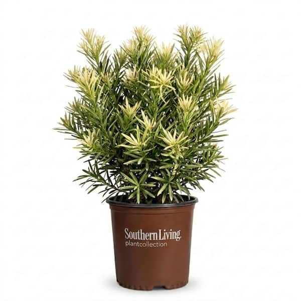 Roman Candle Podocarpus Accent Shrub in Pot - 2 gal