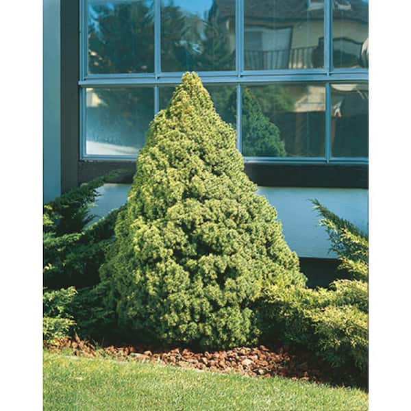 3 Gal. Dwarf Alberta Spruce (Picea Conica) Live Evergreen Shrub