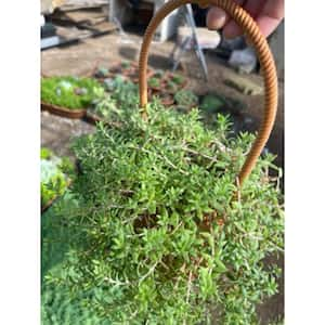 Sedum Sarmentosum with Yellow Flowers