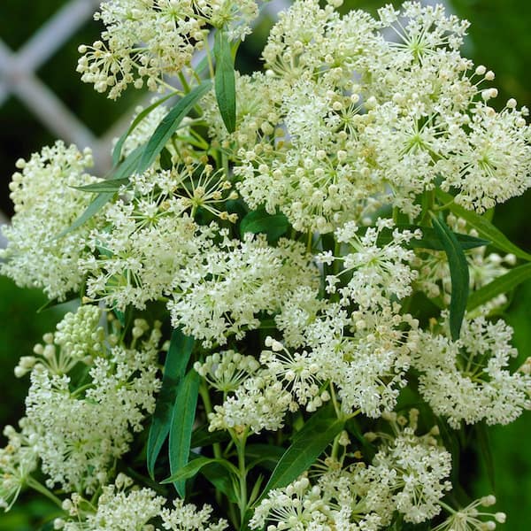 VAN ZYVERDEN Support The Monarchs White Asclepias Ice Ballet Roots (3-Pack)