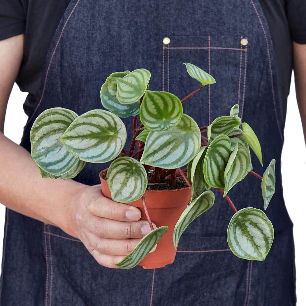Peperomia Watermelon (Peperomia argyreia) Plant in 4 in. Grower Pot - Thumbnail 2