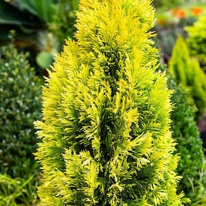 3 Gal. Forever Goldy Arborvitae, Evergreen Tree with Golden-Yellow Foliage