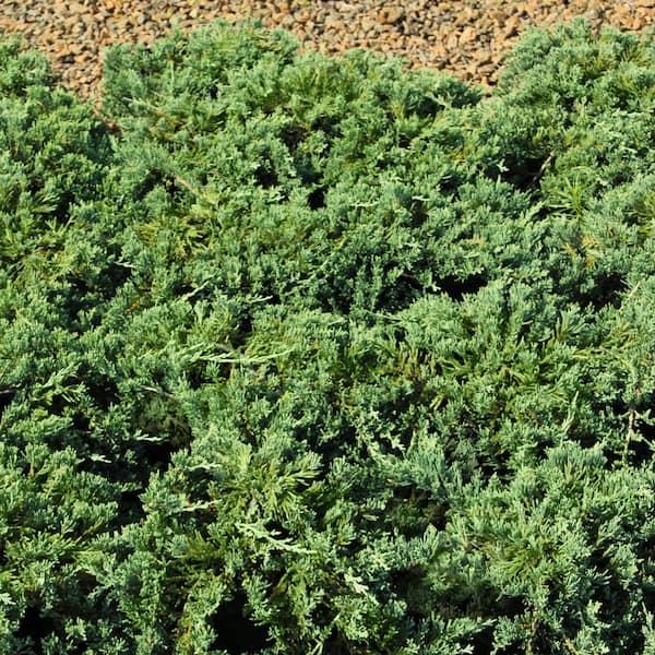 1 gal. Juniper Blue Rug Shrub