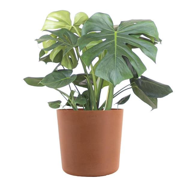 United Nursery Monstera Deliciosa Split Leaf Philodendron Swiss Cheese Plant in 10 inch Premium Sustainable Terracotta Pot