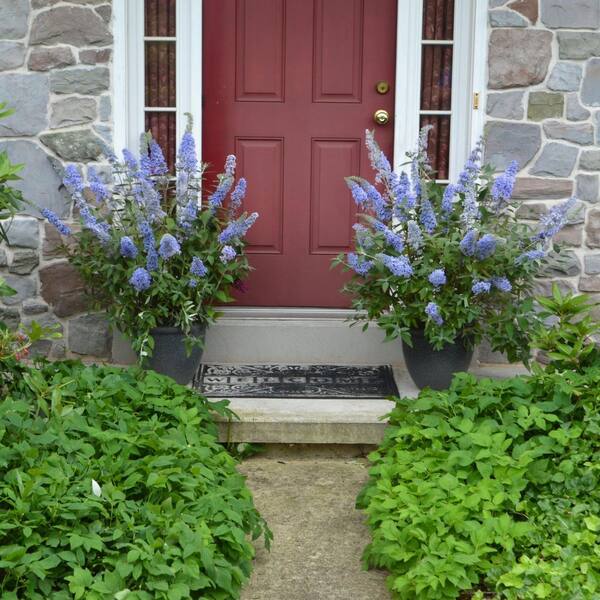 national PLANT NETWORK 3.25 in. Butterfly Bush Buzz Sky Blue Plant