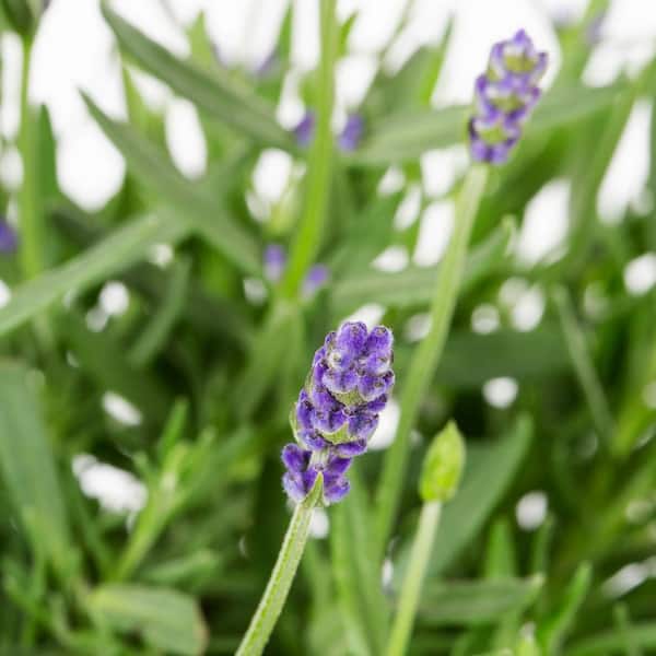 Vigoro 1 Qt. Purple Lavender Primavera Perennial Plant
