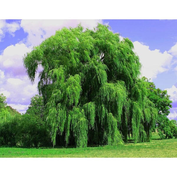 Online Orchards Bare Root, 3 ft. to 4 ft. T Green Weeping Online Orchards Bare Root, 3 ft. to 4 ft. T Green Weeping