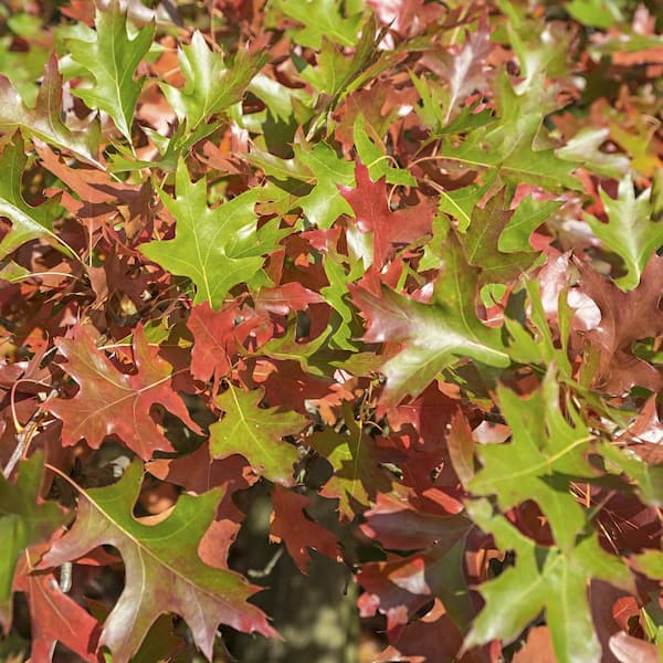 2.25 Gal. Deciduous Pin Oak Tree