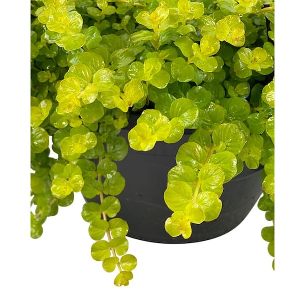 Pure Beauty Farms 1.8 Gal. Creeping Jenny Lysimachia Plant in 11 In. Hanging Basket