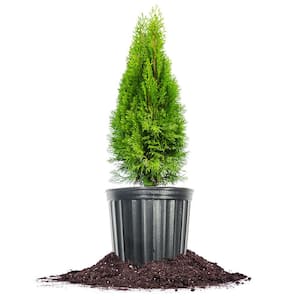 Emerald Green Arborvitae in 3 Gal. Grower's Pot, Hardy Privacy Tree