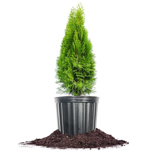Perfect Plants Nursery Emerald Green Arborvitae in 3 Gal. Grower's Pot, Hardy Privacy Tree