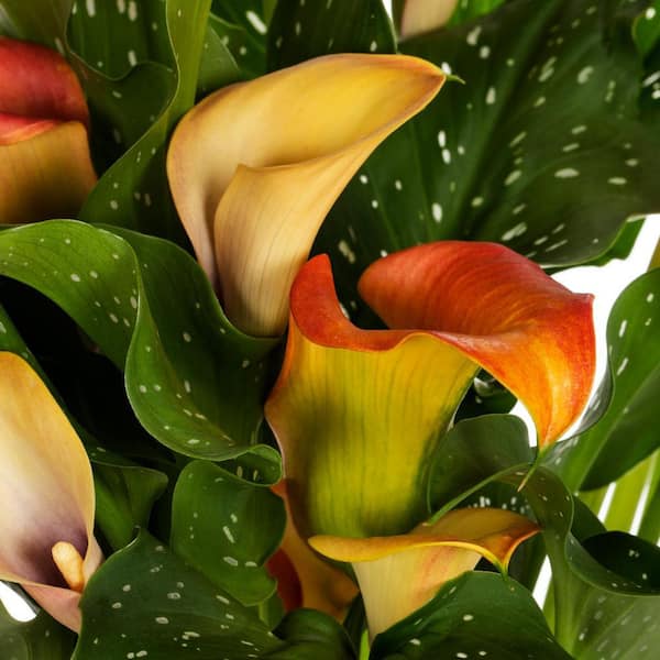 2 Qt. Orange Calla Lily Perennial Plant (3-Pack)
