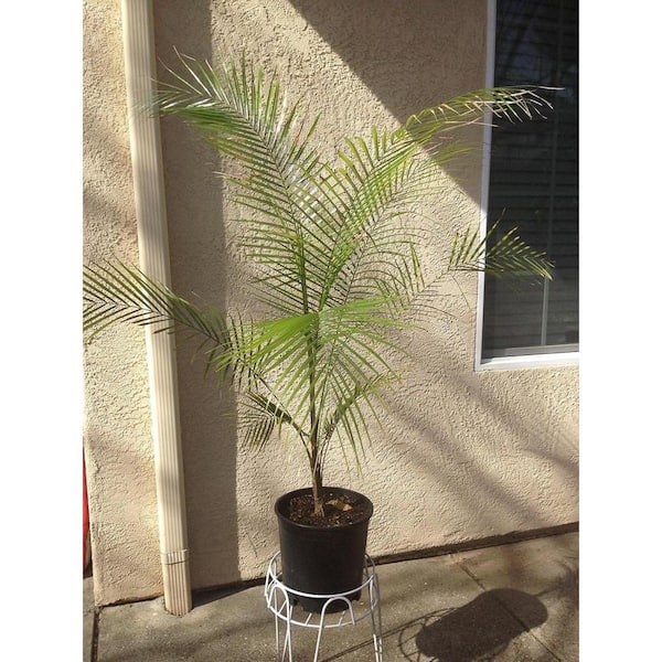 Wekiva Foliage Wedding Palm-Live Plant in a 4 inch Pot-Lytocaryum Weddellianum-Extremely Rare Ornamental Palms of Florida