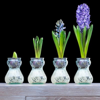 Blue Hyacinth Bulb Kit with Clear Artisan Glass
