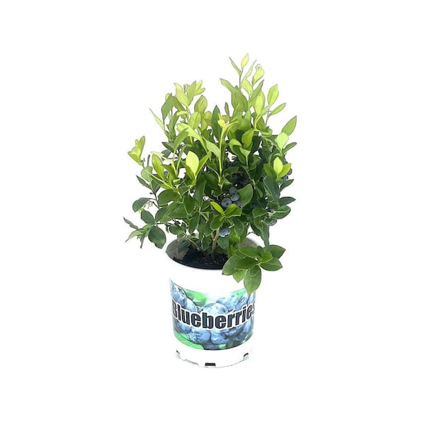 2.5 Qt. Duke Blueberry Live Plant with Large, Crisp Berries