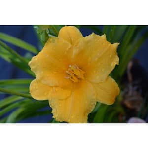 1 Gal. Stella de Oro Daylily, Easy Care, Miniature Live Perennial Plant with Ruffled Yellow Flowers (Hemerocallis)