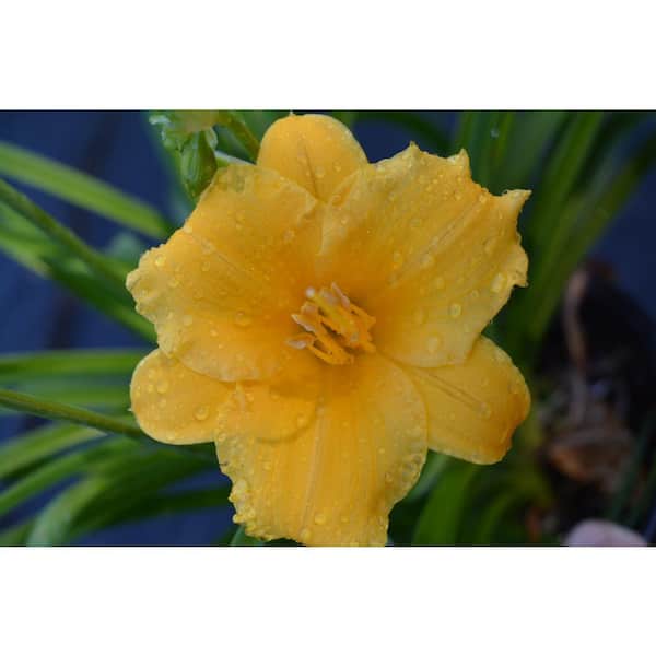 MCCORKLE 1 Gal. Stella de Oro Daylily, Easy Care, Miniature Live Perennial Plant with Ruffled Yellow Flowers (Hemerocallis)