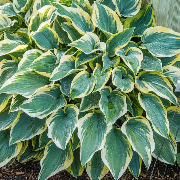 Spring Hill Nurseries First Frost Hosta Dormant Bare Root Perennial Starter Plant Roots (3-Pack)