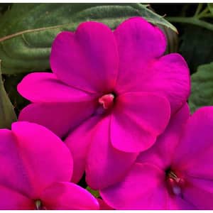 2 Gal. Purple Impatien Outdoor Annual Plant with Purple Flowers in 12 In. Hanging Basket