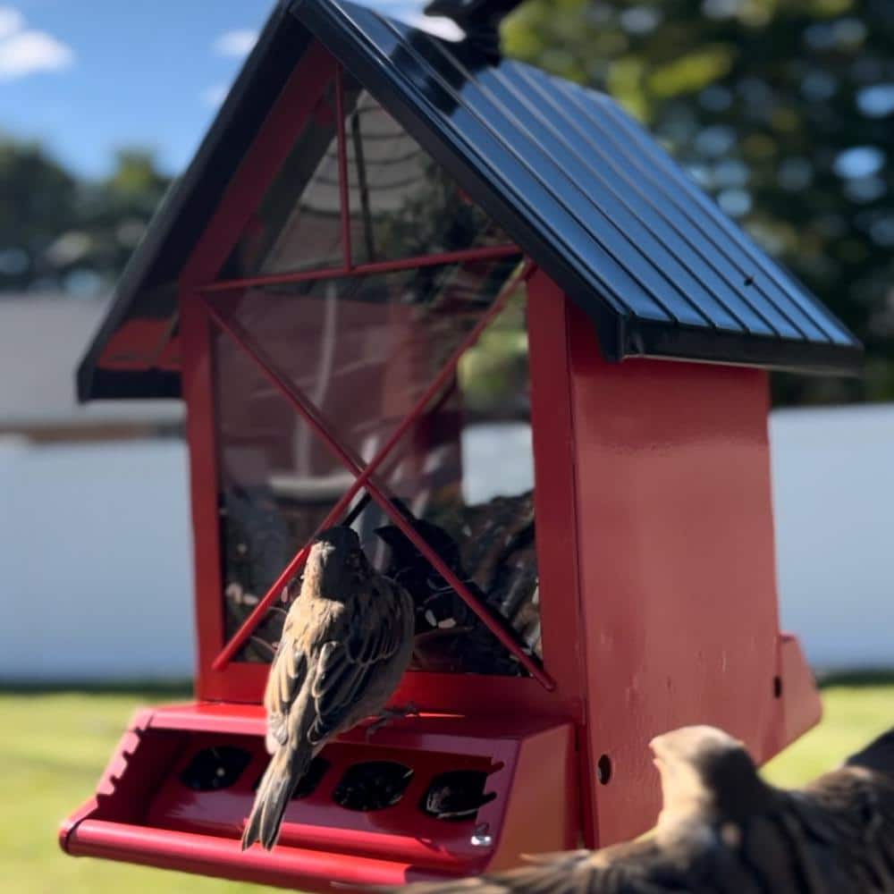 Red and Black Metal Squirrel Resistant Hanging Hopper Feeder