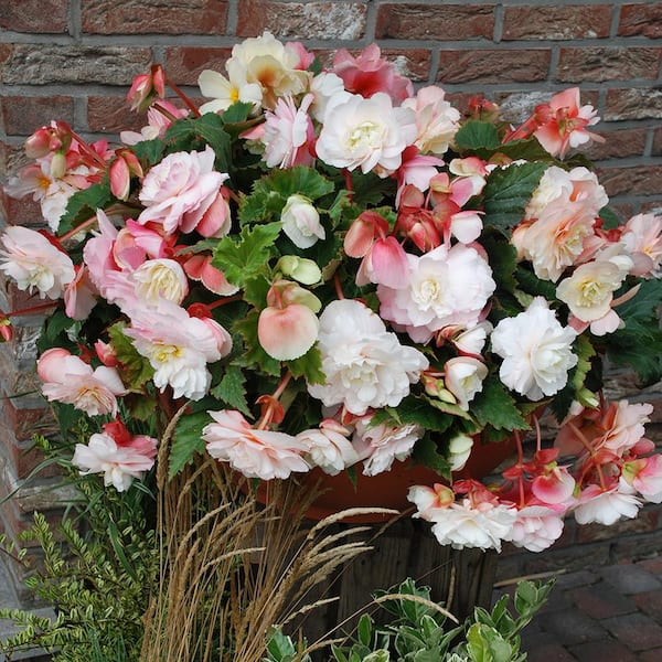 VAN ZYVERDEN Hanging Basket Begonias Odorata Red and White Bulbs (Set of 5)