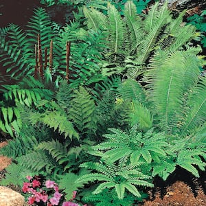 Native Woodland Fern Mixture Dormant Bare Root Perennial Plant Roots (5-Pack)
