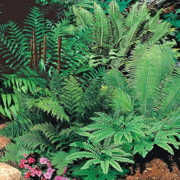Spring Hill Nurseries Native Woodland Fern Mixture Dormant Bare Root Perennial Plant Roots (5-Pack)