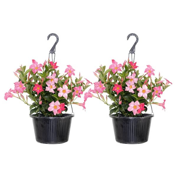 Pink Mandevilla Vining Live Outdoor Plant in 10 inch Hanging Basket (2-Pack)