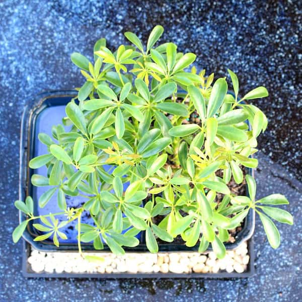 brussel s DT0117ALW Hawaiian Umbrella Tree in Water Pot Bonsai